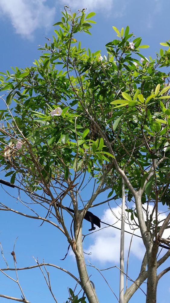 tabebuia-heterophylla-pink-trumpet-tree