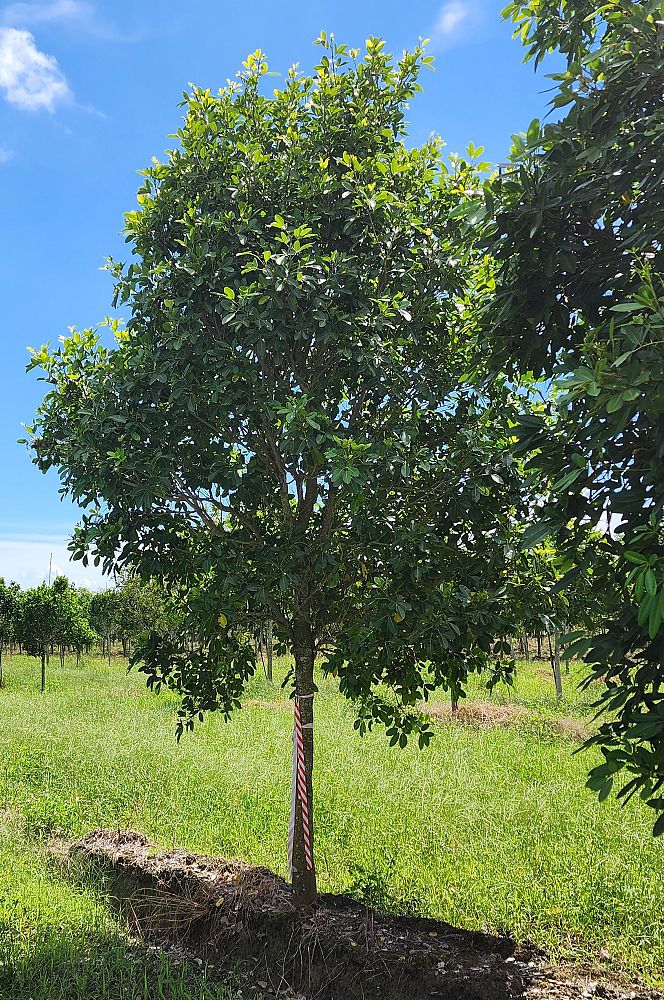 tabebuia-heterophylla-pink-trumpet-tree