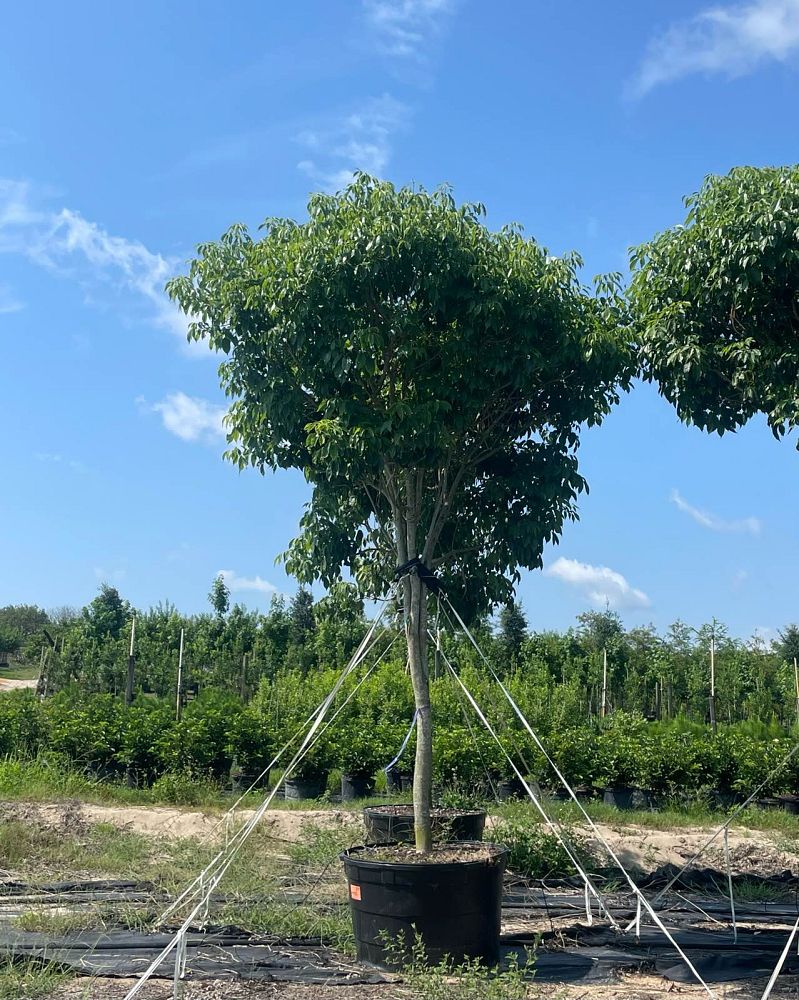 tabebuia-heterophylla-pink-trumpet-tree