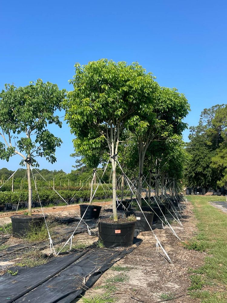 tabebuia-heterophylla-pink-trumpet-tree