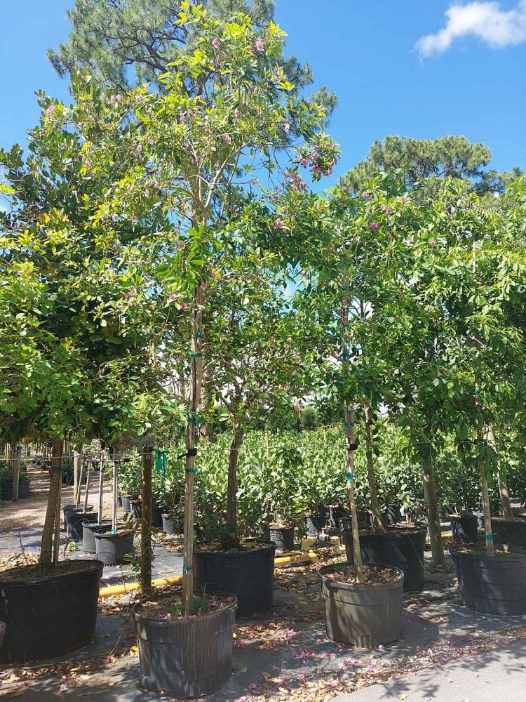 tabebuia-heterophylla-pink-trumpet-tree