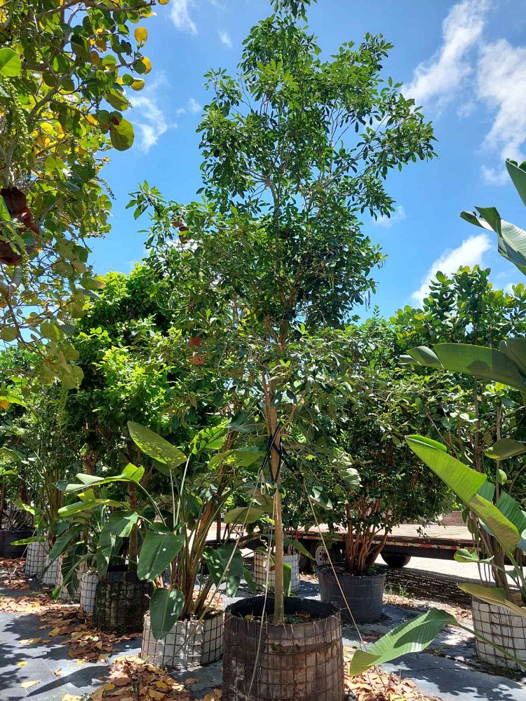 tabebuia-heterophylla-pink-trumpet-tree