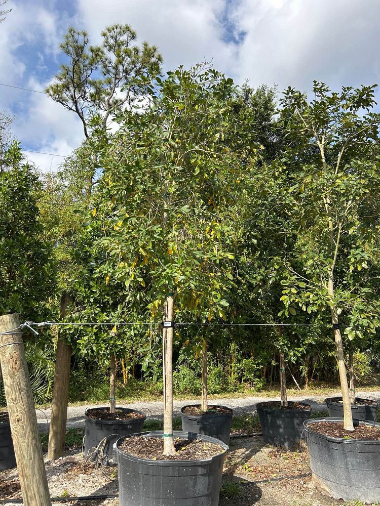 tabebuia-heterophylla-pink-trumpet-tree