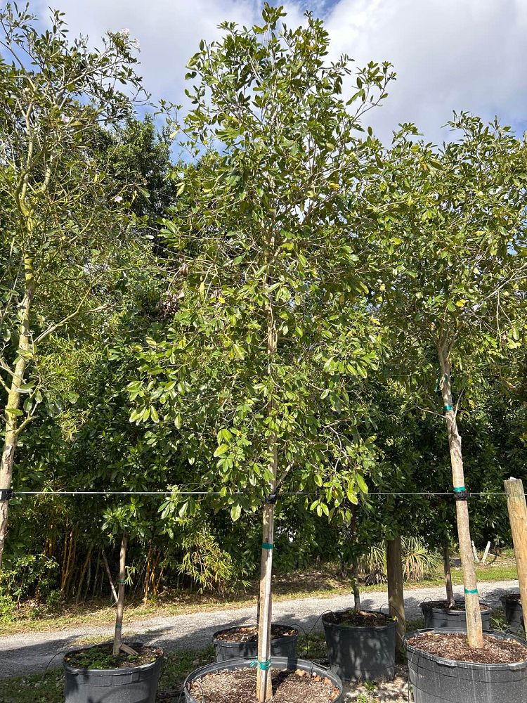 tabebuia-heterophylla-pink-trumpet-tree