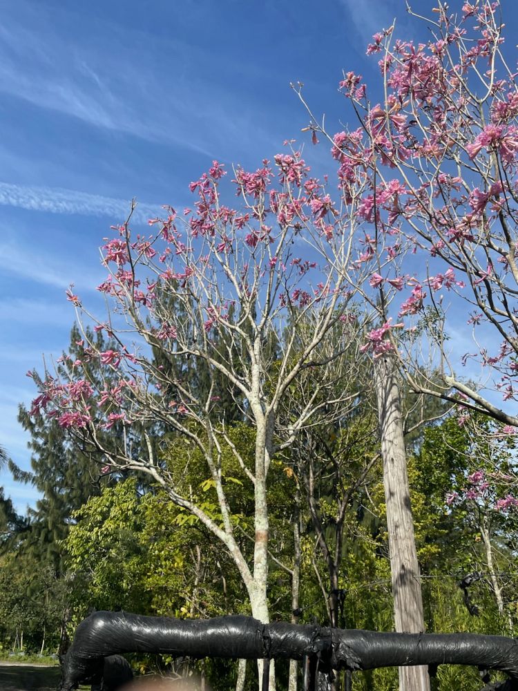 tabebuia-heterophylla-pink-trumpet-tree