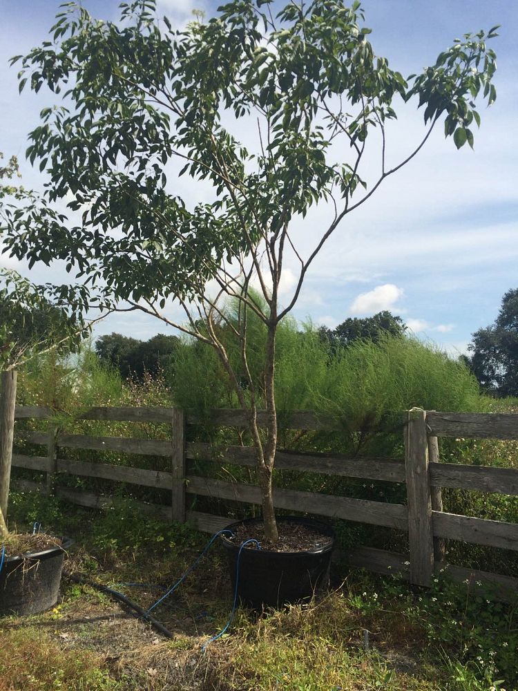 tabebuia-impetiginosa-purple-trumpet-tree