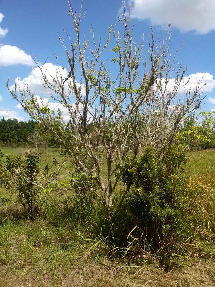 tabebuia-impetiginosa-purple-trumpet-tree