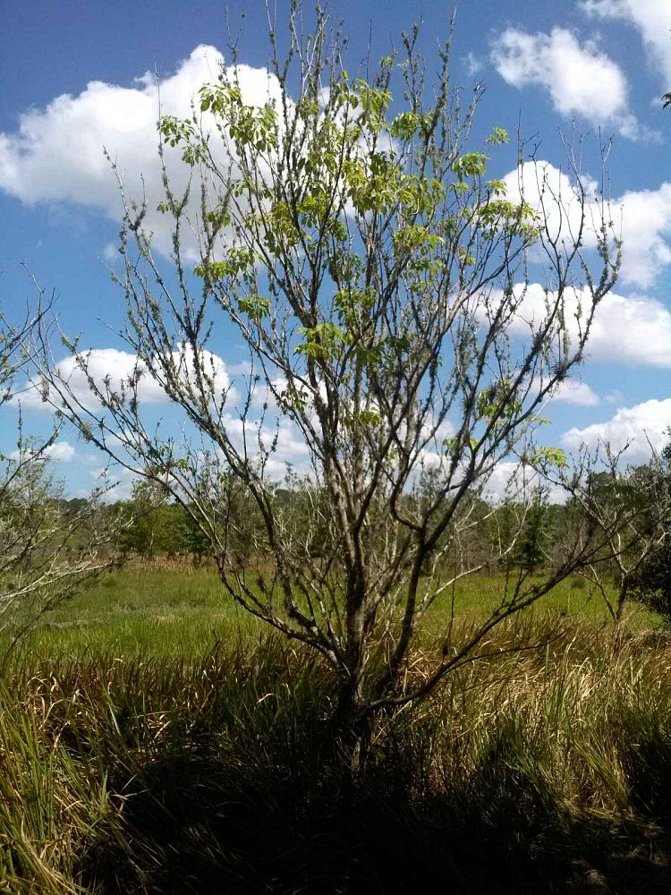tabebuia-impetiginosa-purple-trumpet-tree