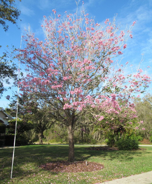 tabebuia-impetiginosa-purple-trumpet-tree