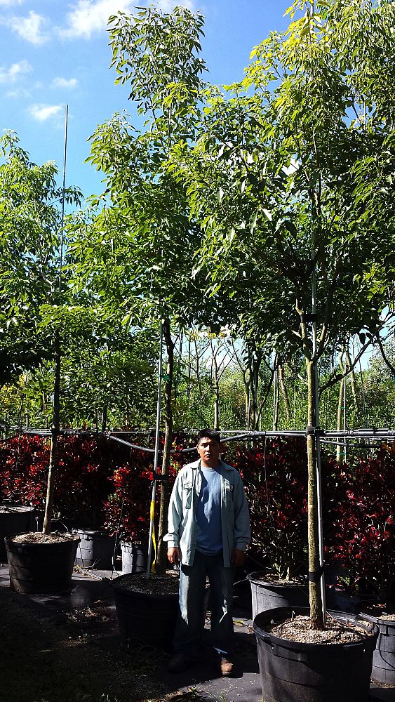 tabebuia-impetiginosa-purple-trumpet-tree