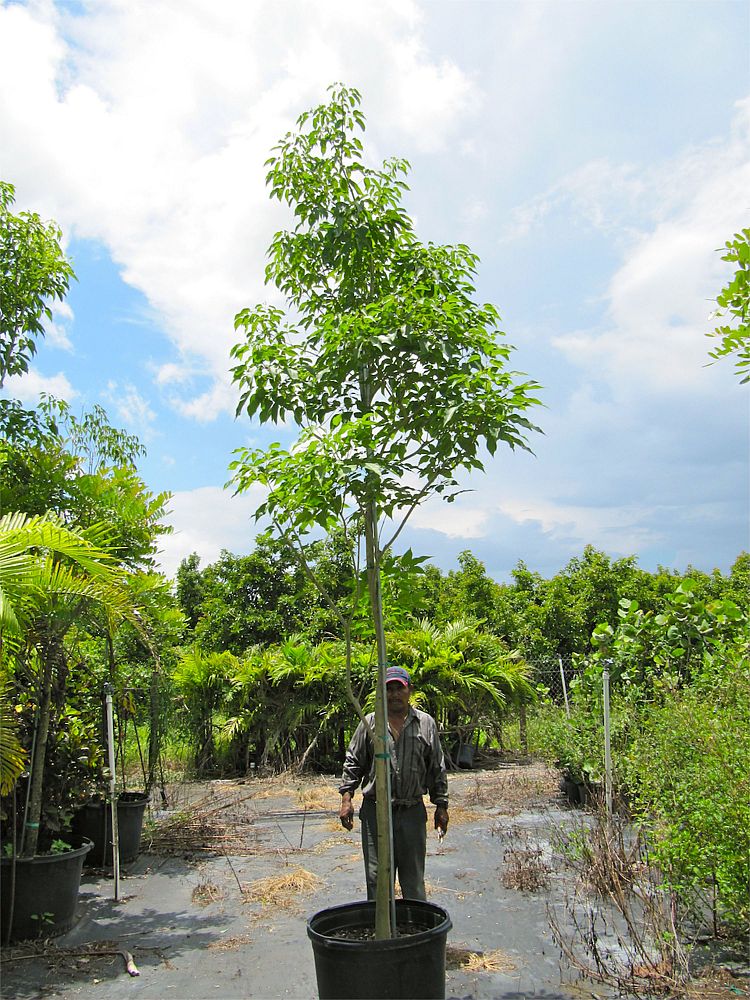 tabebuia-impetiginosa-purple-trumpet-tree
