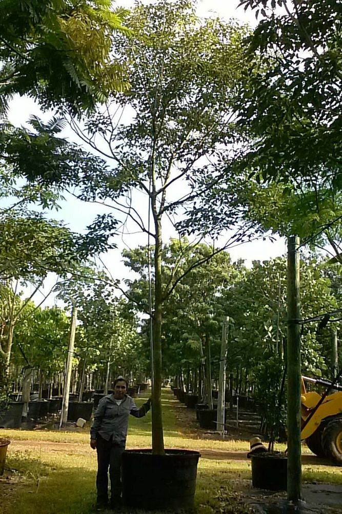 tabebuia-impetiginosa-purple-trumpet-tree