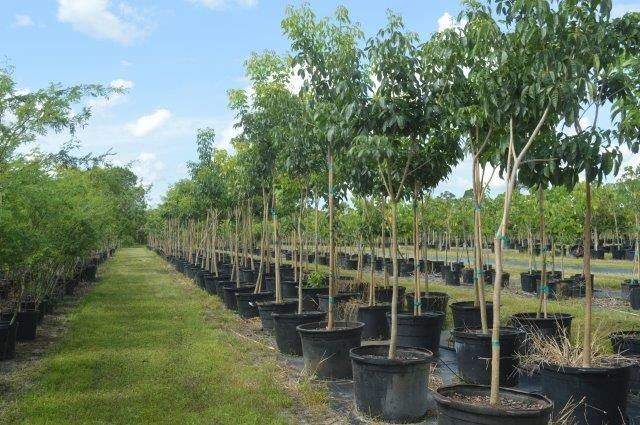 tabebuia-impetiginosa-purple-trumpet-tree