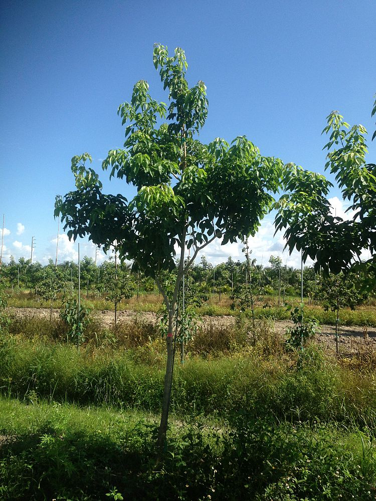 tabebuia-impetiginosa-purple-trumpet-tree