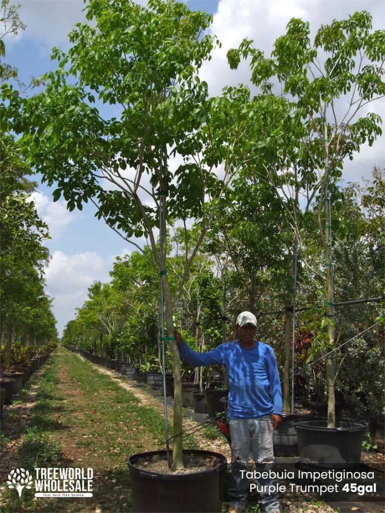 tabebuia-impetiginosa-purple-trumpet-tree
