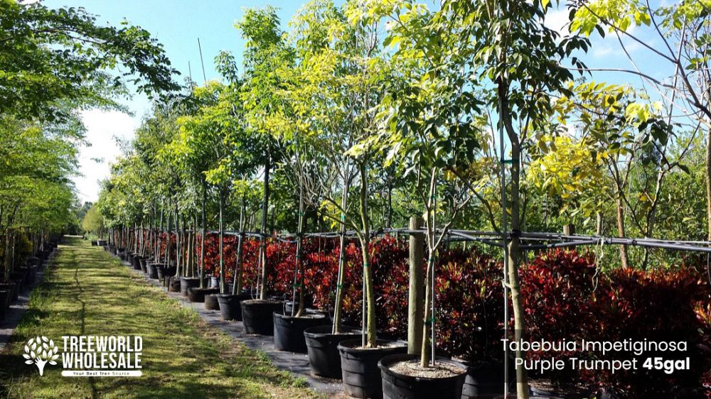 tabebuia-impetiginosa-purple-trumpet-tree