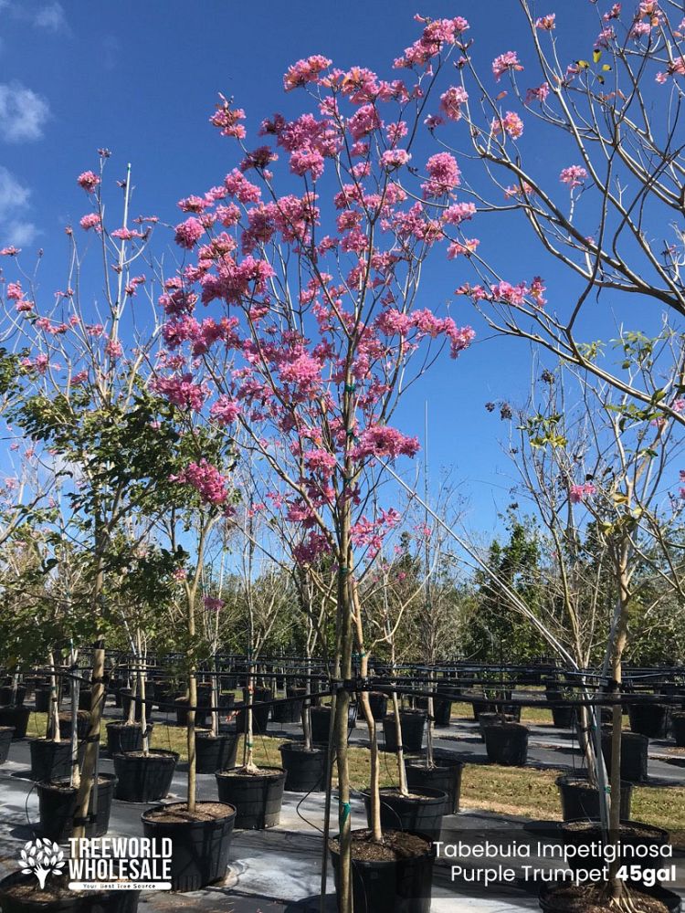tabebuia-impetiginosa-purple-trumpet-tree