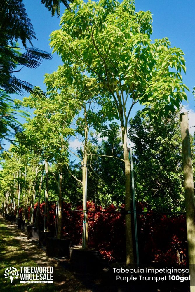 tabebuia-impetiginosa-purple-trumpet-tree