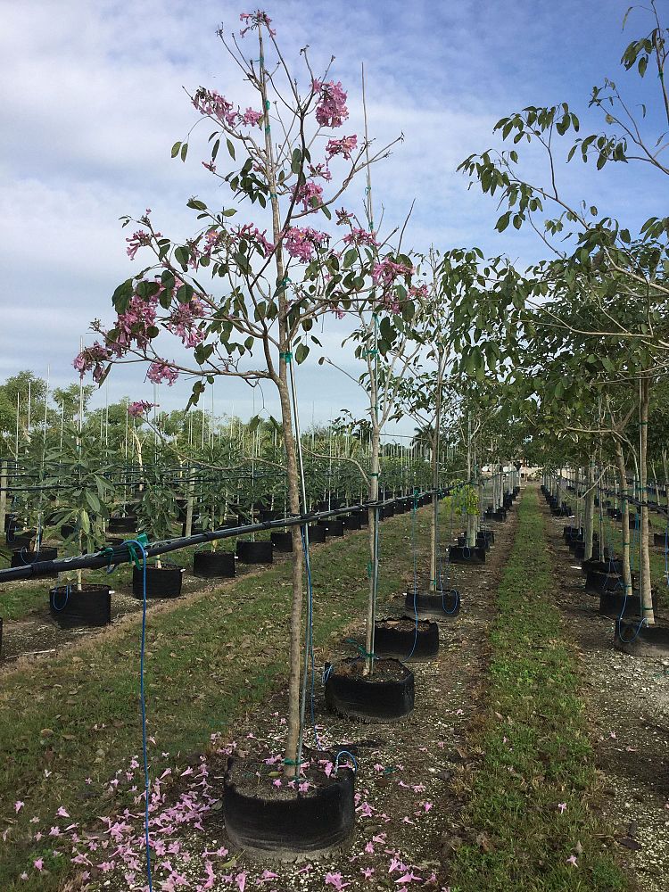 tabebuia-impetiginosa-purple-trumpet-tree