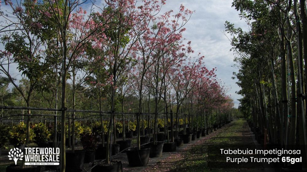 tabebuia-impetiginosa-purple-trumpet-tree