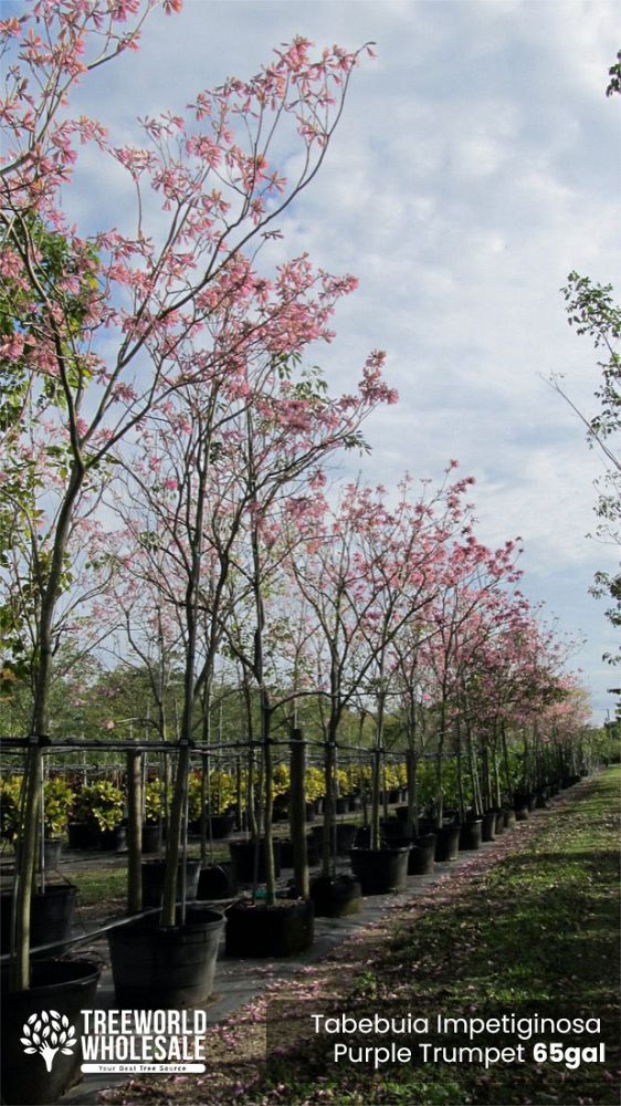 tabebuia-impetiginosa-purple-trumpet-tree