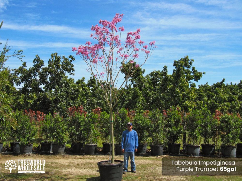 tabebuia-impetiginosa-purple-trumpet-tree