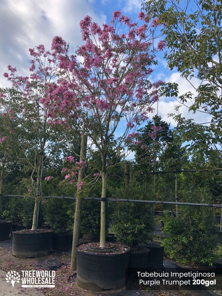 tabebuia-impetiginosa-purple-trumpet-tree