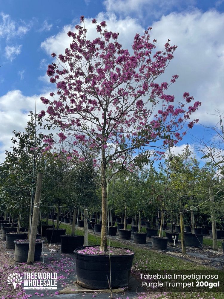 tabebuia-impetiginosa-purple-trumpet-tree