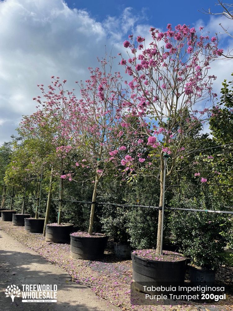 tabebuia-impetiginosa-purple-trumpet-tree