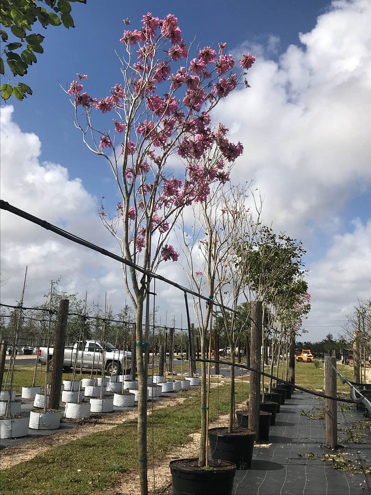 tabebuia-impetiginosa-purple-trumpet-tree