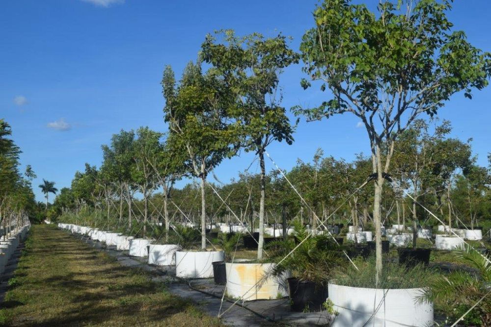tabebuia-impetiginosa-purple-trumpet-tree