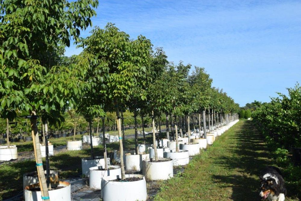 tabebuia-impetiginosa-purple-trumpet-tree