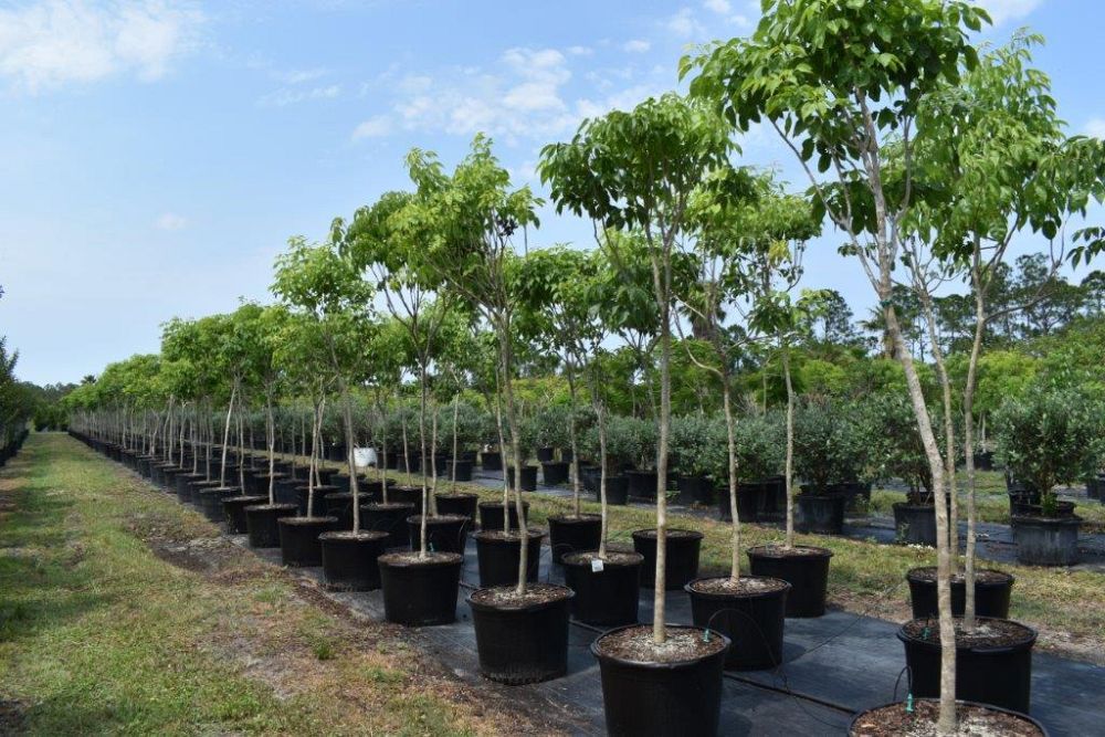 tabebuia-impetiginosa-purple-trumpet-tree