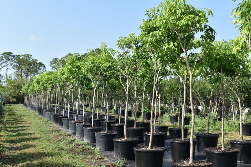 tabebuia-impetiginosa-purple-trumpet-tree