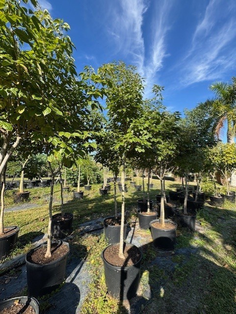 tabebuia-impetiginosa-purple-trumpet-tree