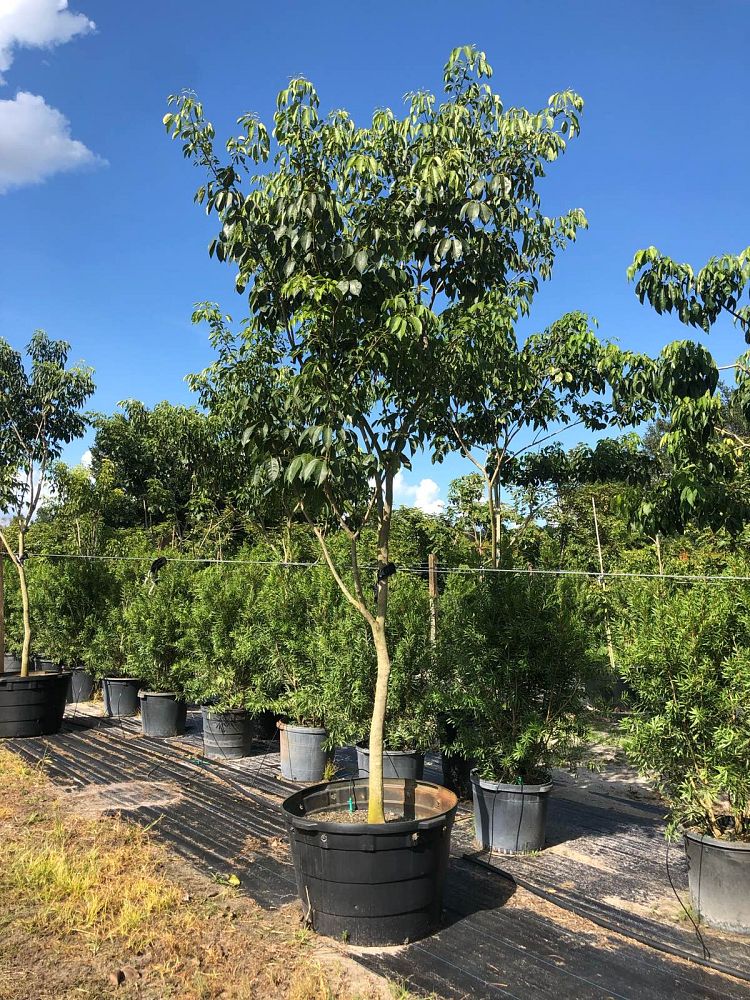 tabebuia-impetiginosa-purple-trumpet-tree
