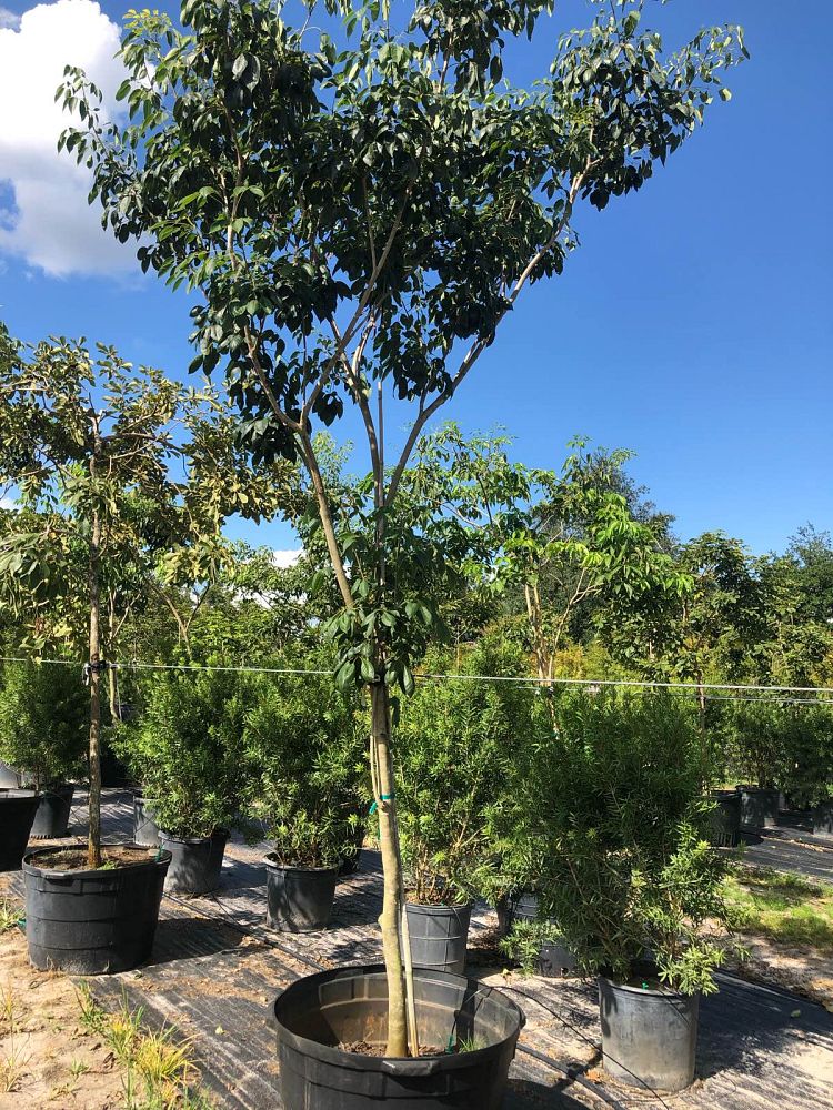 tabebuia-impetiginosa-purple-trumpet-tree