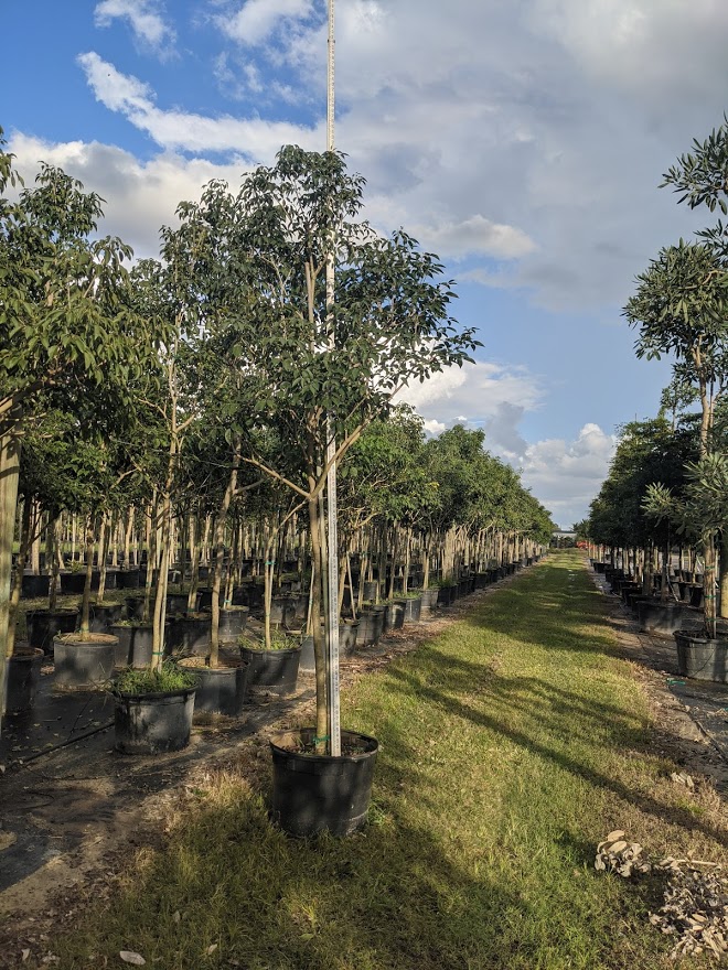 tabebuia-impetiginosa-purple-trumpet-tree