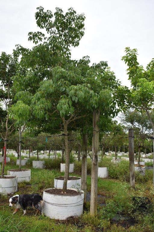 tabebuia-impetiginosa-purple-trumpet-tree