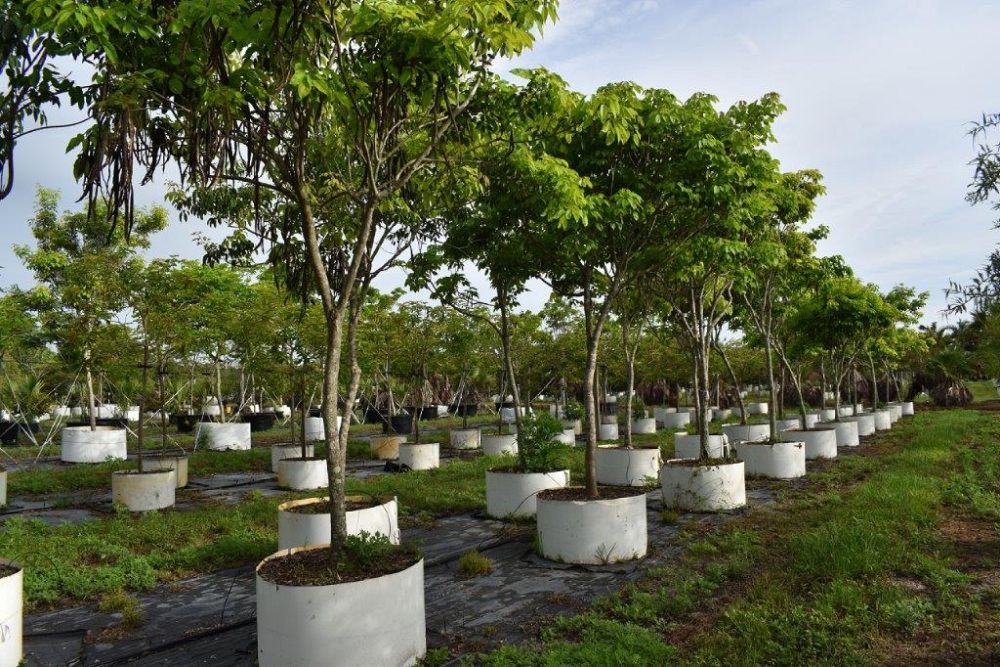 tabebuia-impetiginosa-purple-trumpet-tree