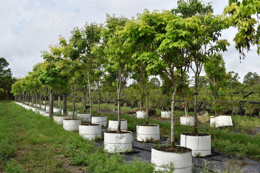 tabebuia-impetiginosa-purple-trumpet-tree