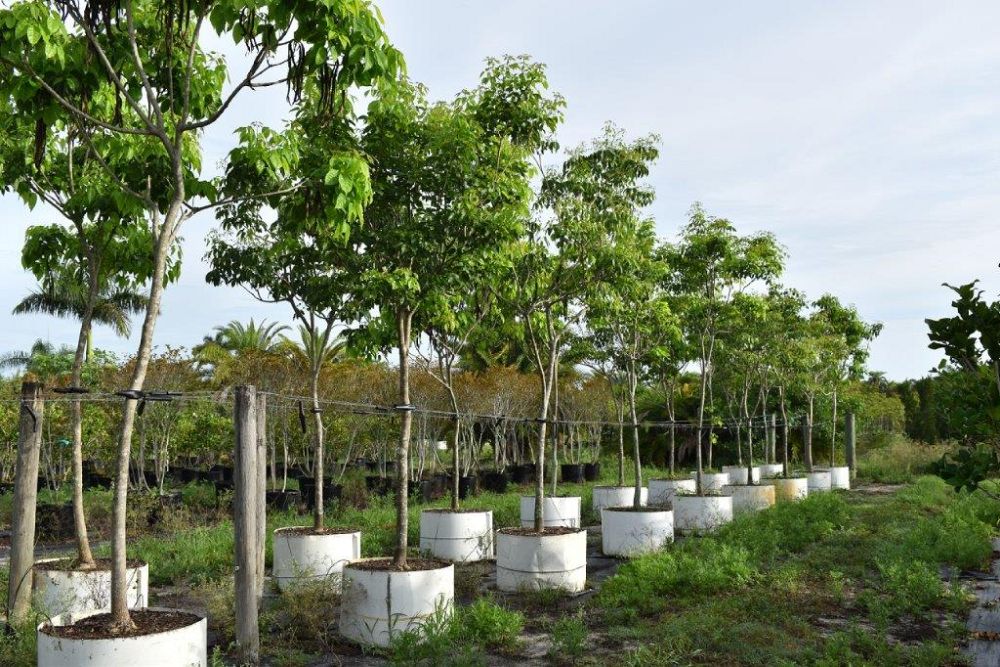 tabebuia-impetiginosa-purple-trumpet-tree