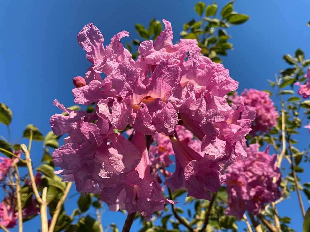 tabebuia-impetiginosa-purple-trumpet-tree