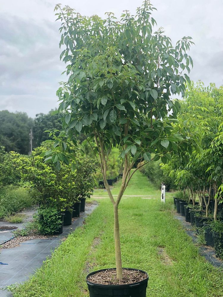 tabebuia-impetiginosa-purple-trumpet-tree