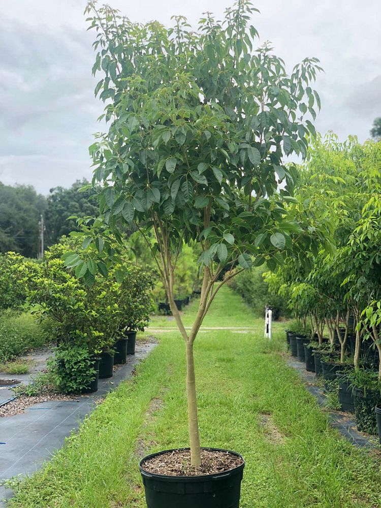 tabebuia-impetiginosa-purple-trumpet-tree