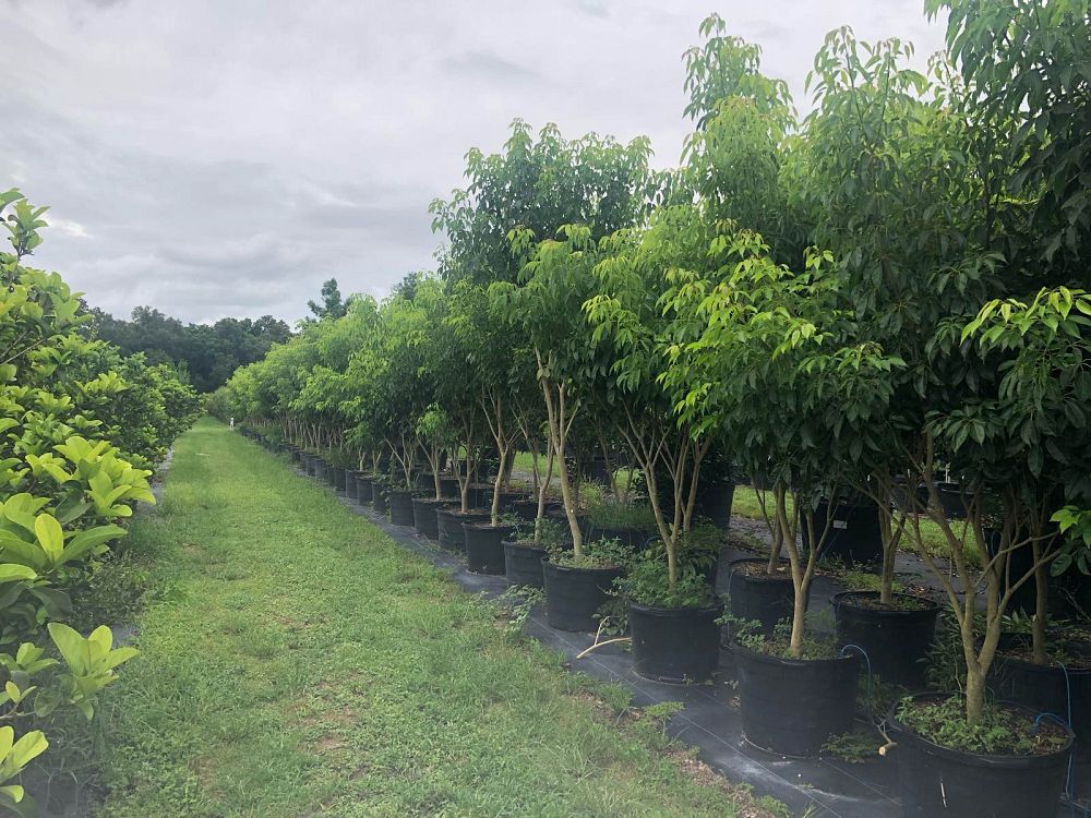 tabebuia-impetiginosa-purple-trumpet-tree