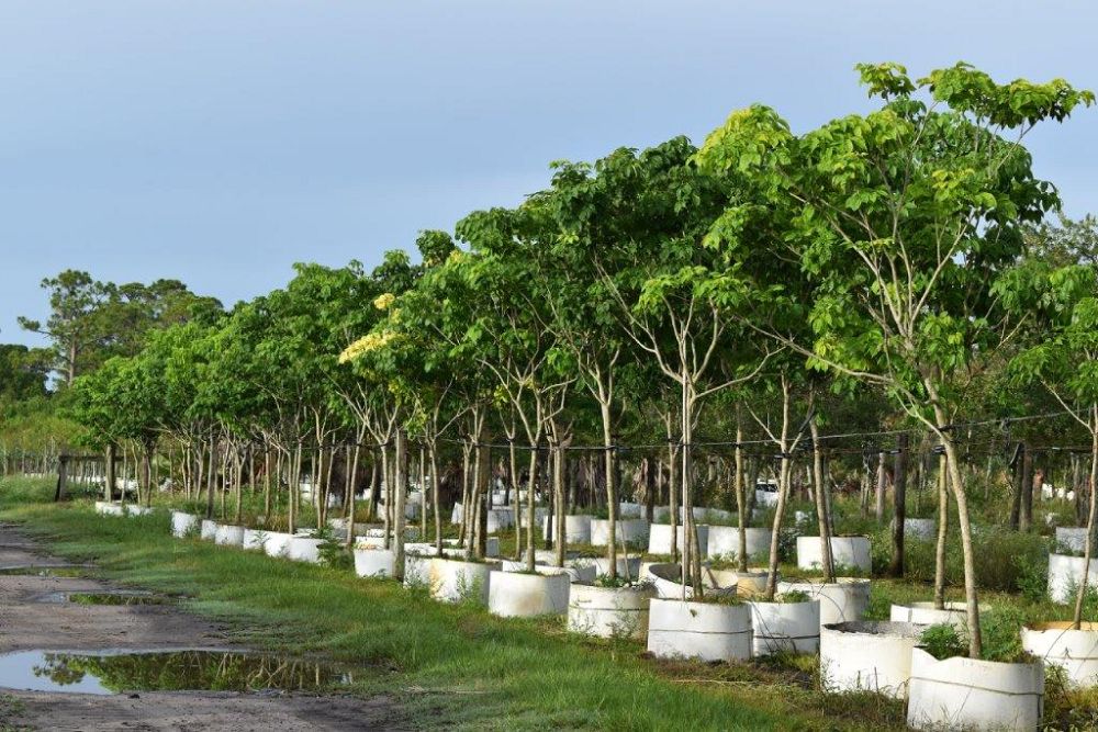 tabebuia-impetiginosa-purple-trumpet-tree