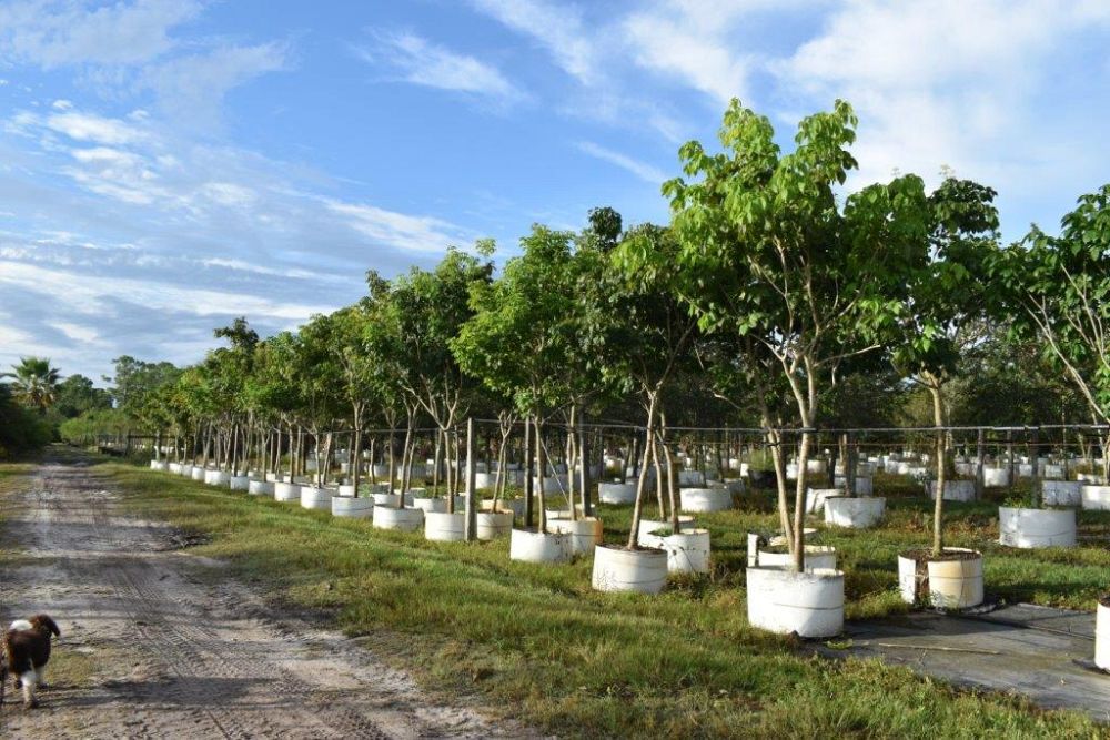 tabebuia-impetiginosa-purple-trumpet-tree