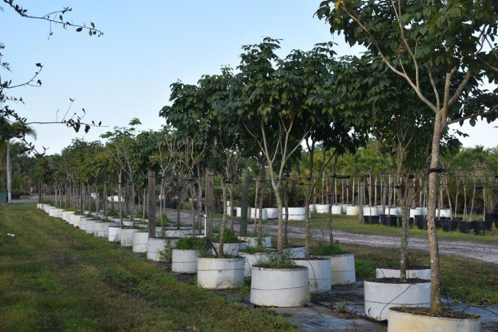 tabebuia-impetiginosa-purple-trumpet-tree