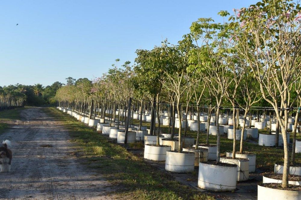 tabebuia-impetiginosa-purple-trumpet-tree